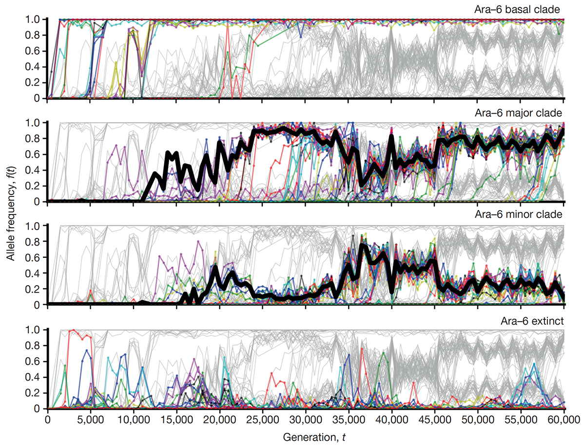 The dynamics of molecular evolution over 60,000 generations
