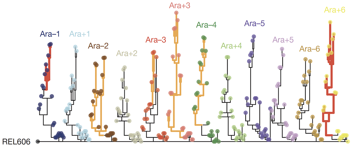 Tempo and mode of genome evolution in a 50,000-generation experiment.