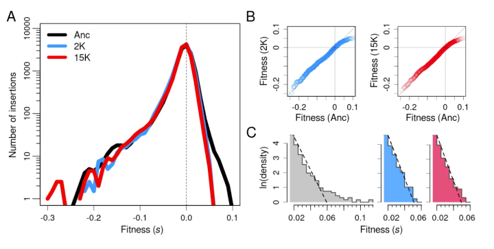 The evolution of fitness effects during long-term adaptation in bacteria